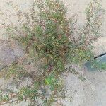 Euphorbia hyssopifolia पत्ता