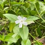 Vinca difformis Hoja