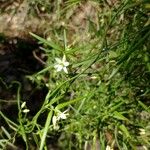 Geitonoplesium cymosum Hábito