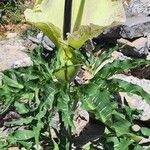 Dracunculus vulgaris Blomma