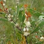 Hakea dactyloides Blad