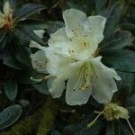 Rhododendron fletcherianum Flor