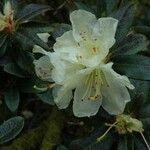 Rhododendron fletcherianum Kvet