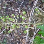 Rubus montanus Annet