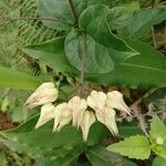 Clerodendrum welwitschii Flower