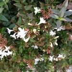 Abelia × grandiflora Flor