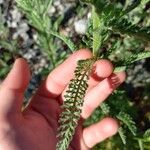 Achillea crithmifolia 叶