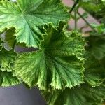 Pelargonium × hybridum Leaf