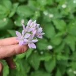 Allium unifolium Blüte