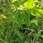 Galega orientalis Hostoa