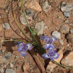 Moraea sisyrinchium عادت داشتن