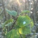 Prunus brigantina Leaf