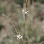 Fingerhuthia africana Flor