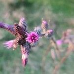 Cirsium palustre Virág