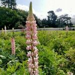 Lupinus polyphyllusÕis