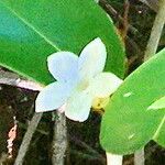 Stephanotis floribunda Flower
