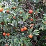 Solanum pseudocapsicum Frucht