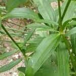 Saponaria officinalis Likasa