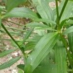 Saponaria officinalis Fuelha