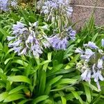 Agapanthus praecox Flower