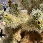 Cylindropuntia bigelovii Ďalší