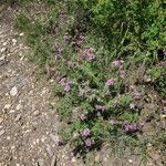 Verbena bipinnatifida Bloem