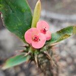 Euphorbia milii Virág