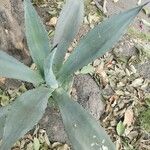 Agave americanaFolla