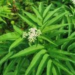 Sambucus ebulusFlower