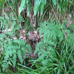 Dryopteris aemula Habitat