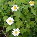 Argyranthemum coronopifolium Buveinė