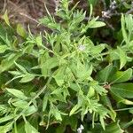 Trichostema dichotomum Hoja