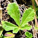 Potentilla incana ഇല