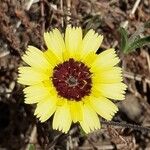 Tolpis barbata Flower