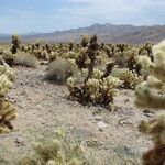 Cylindropuntia bigelovii عادت