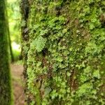 Hymenophyllum tunbrigense Blad