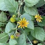 Wollastonia biflora Flower