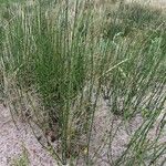 Equisetum × moorei Habitus