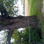Populus x canadensis Habitus