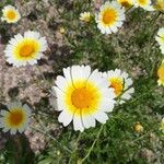 Glebionis coronaria Blomma