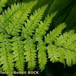 Dryopteris remota पत्ता