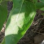 Mirabilis jalapa Φύλλο