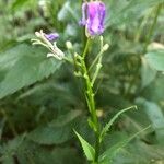 Lobelia urens Квітка