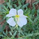 Oenothera neomexicana Flower