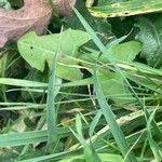 Scorzoneroides autumnalis Folha