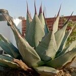 Agave havardiana Ліст