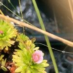 Saxifraga exarata 花