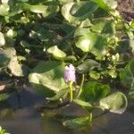 Pontederia rotundifolia Агульны выгляд