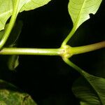Psychotria elata Кора