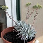 Dudleya densiflora Hoja